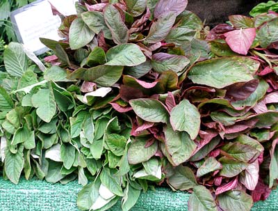 amaranth1-smfm-0605.jpg