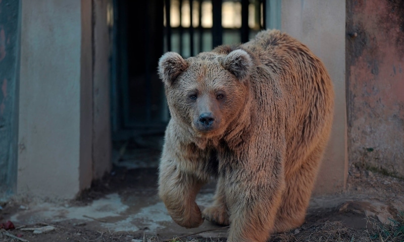 A Himalayan brown bear named 'Bubloo' is seen inside its enclosure prior to transport it to a sanctuary in Jordan, at the Marghazar Zoo in Islamabad on December 16. — AFP