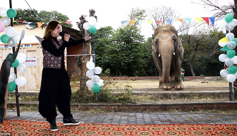 36051782-8981801-Kaavan_a_35_year_old_bull_elephant_said_to_be_the_loneliest_in_t-a-12_1606233860286.jpg