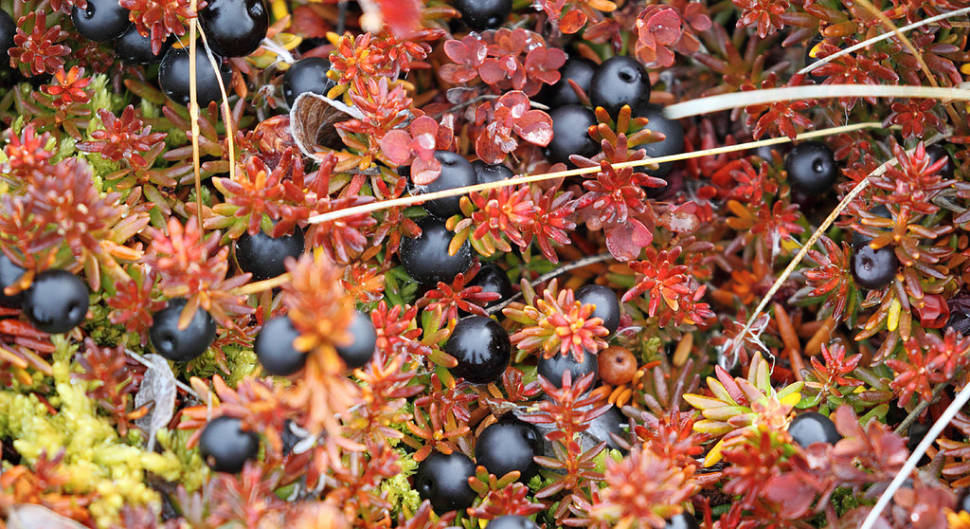 greenland_wild-berry-season_nl1lzp85vmil64r3uo1p_w970.jpg