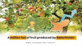 Image result for 50 % of dry fruit production in pakistan is in balochistan