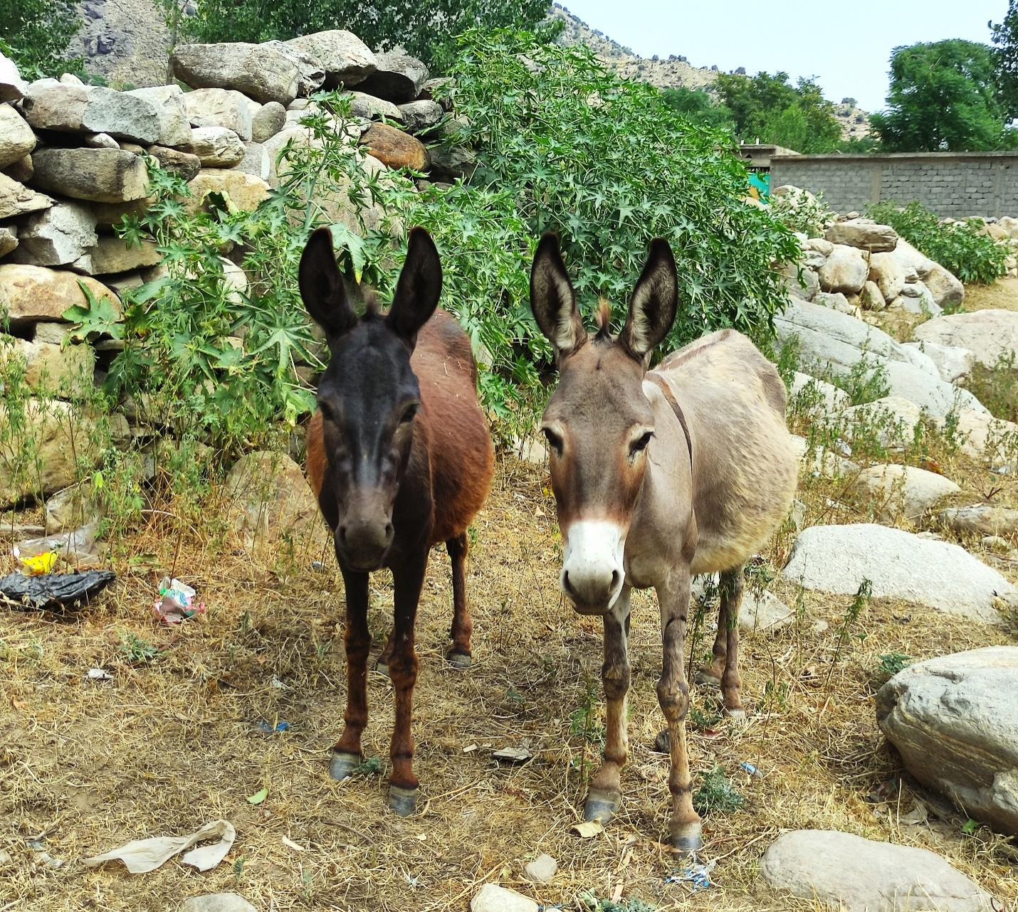 Pak-Chinese researchers discoverd ‘antioxidant activity’ in donkey meat