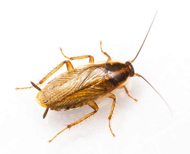 German-Cockroach1.jpg