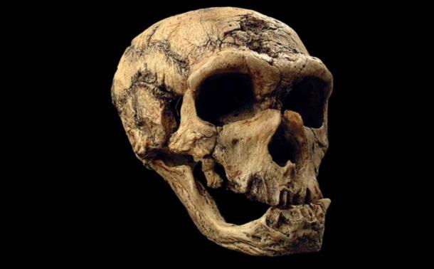 50%2C000-year-old-Skull.jpg