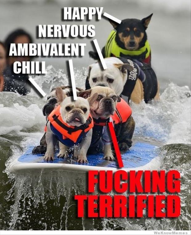 dogs-surfing.jpg