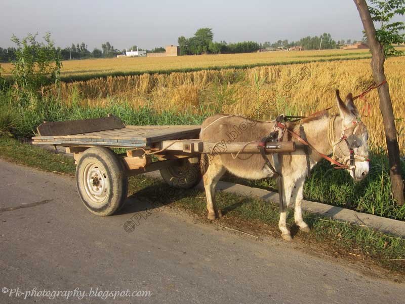 donkey-cart-2.jpg