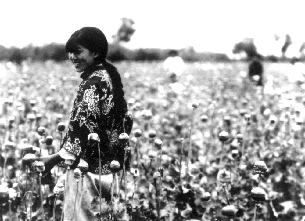 Manchukuo-poppy_harvest.jpg