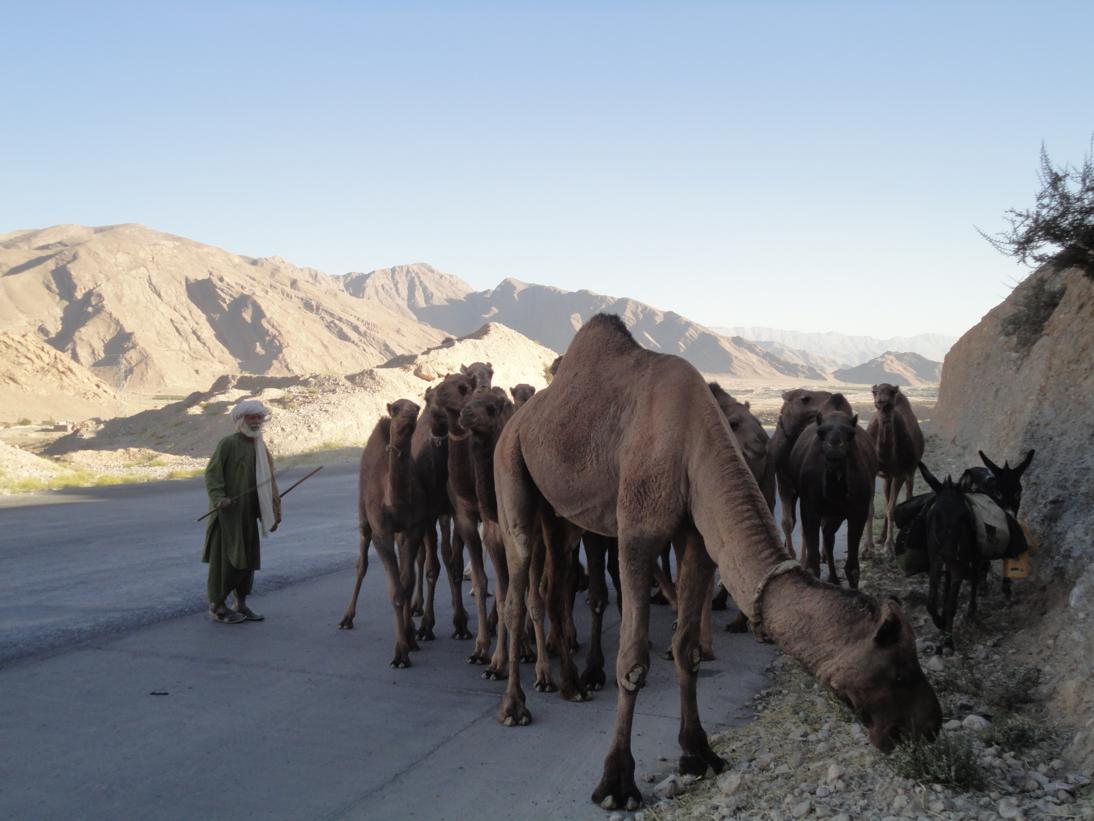 camel+herd.jpg