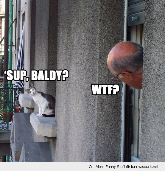funny-man-cat-window-sup-baldy-pics.jpg