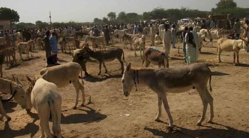 Pakistan records rise in donkey population in 2021-22