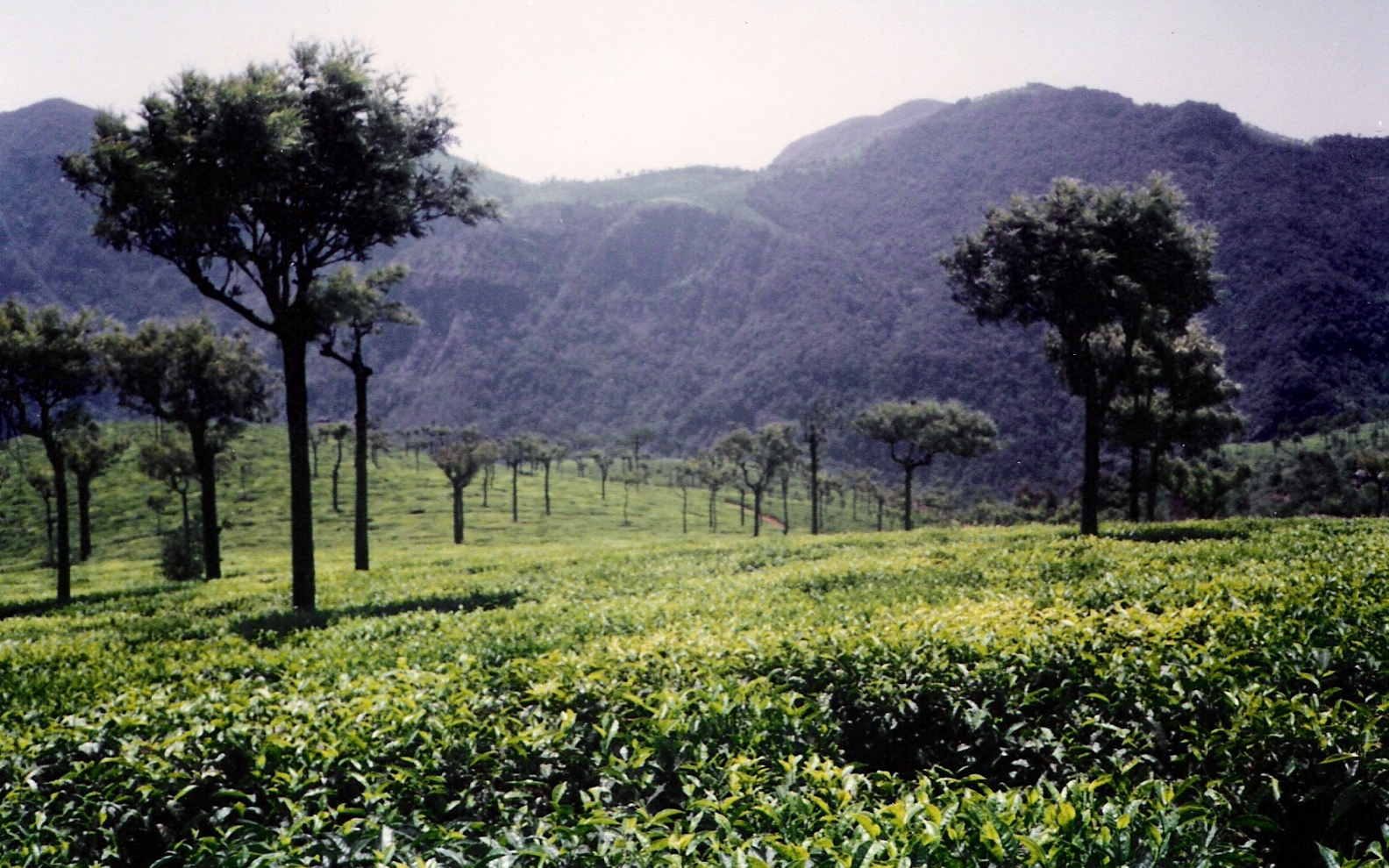 Ooty-tea-gardens2.jpg