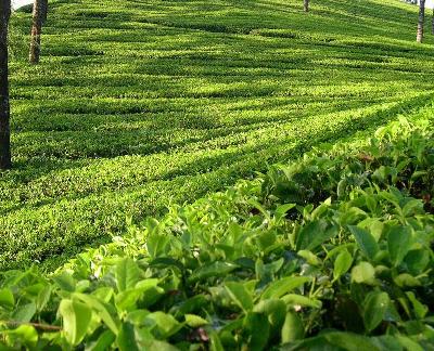 Coorg-Tea-Plantation.jpg