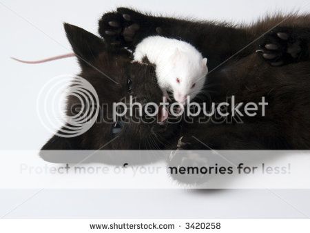 stock-photo-black-cat-white-mouse-3420258.jpg