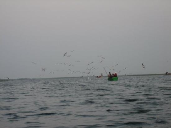 nal-sarovar-birds-sanctuary.jpg