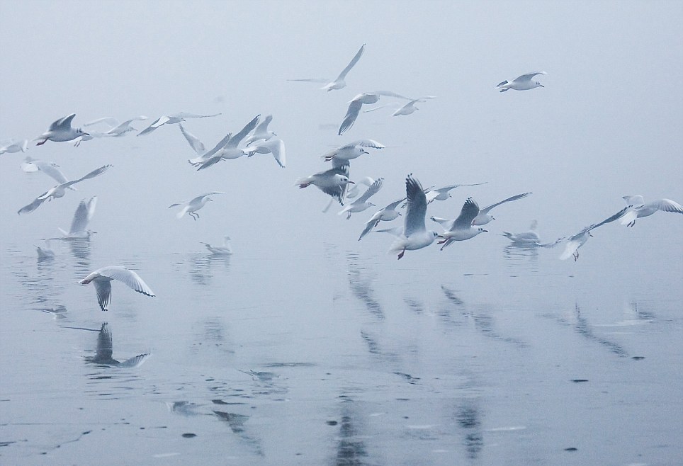 Chilika_lake_photography_1_%281%29.jpg