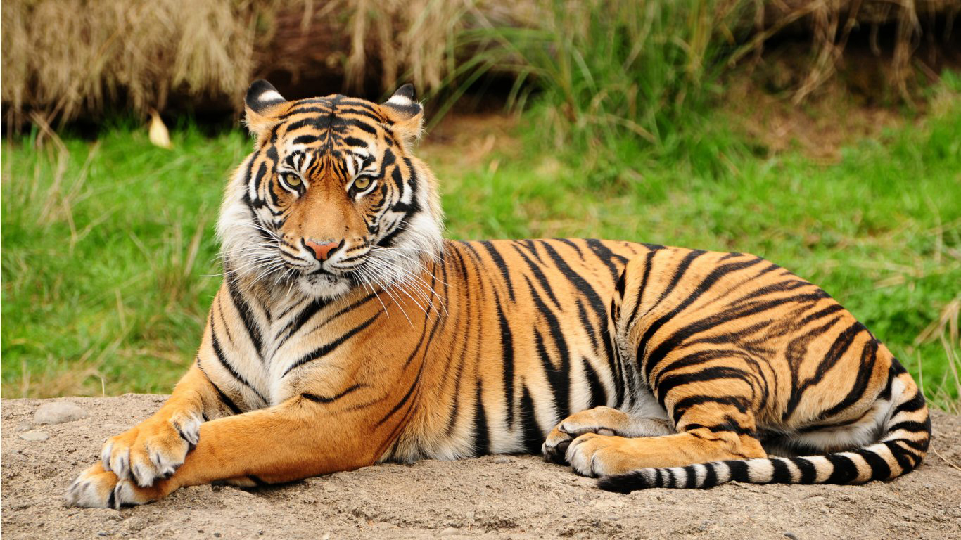 Royal-bengal-tiger-desibantu.jpg