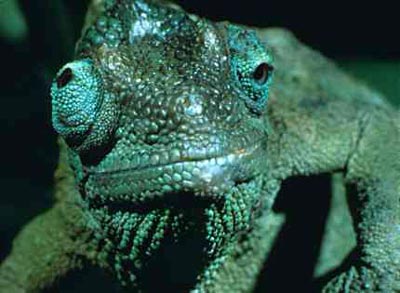 chameleon-eyes.jpg