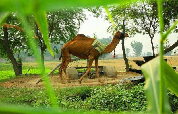 Pakistan-Camel-in-Pakistani-Village-2410.jpg