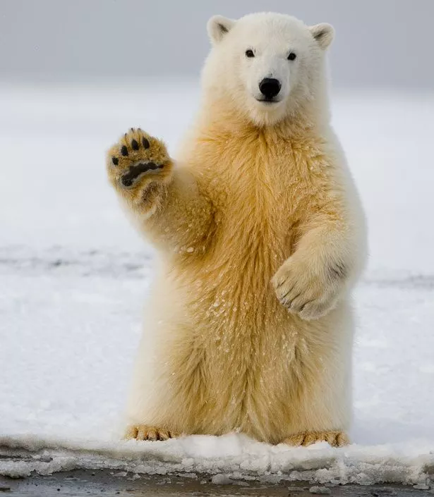 polar-bear-cub.jpg