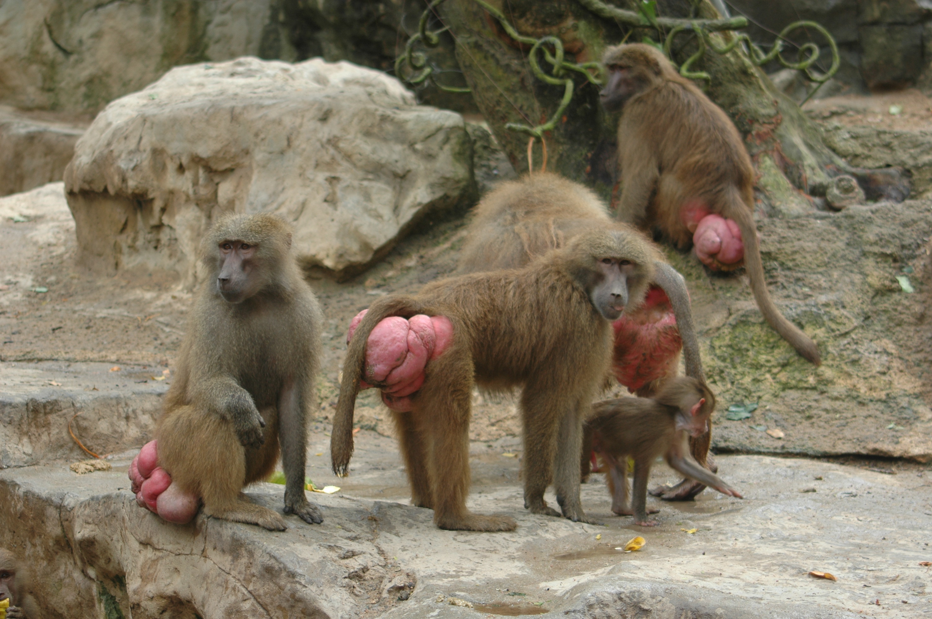 zoo_baboons03.jpg