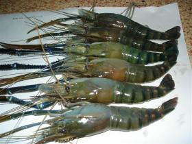 Bangladesh+shrimps+export+2010%253B+Tests+prove+EU%2527s+suspicion+wrong.jpg