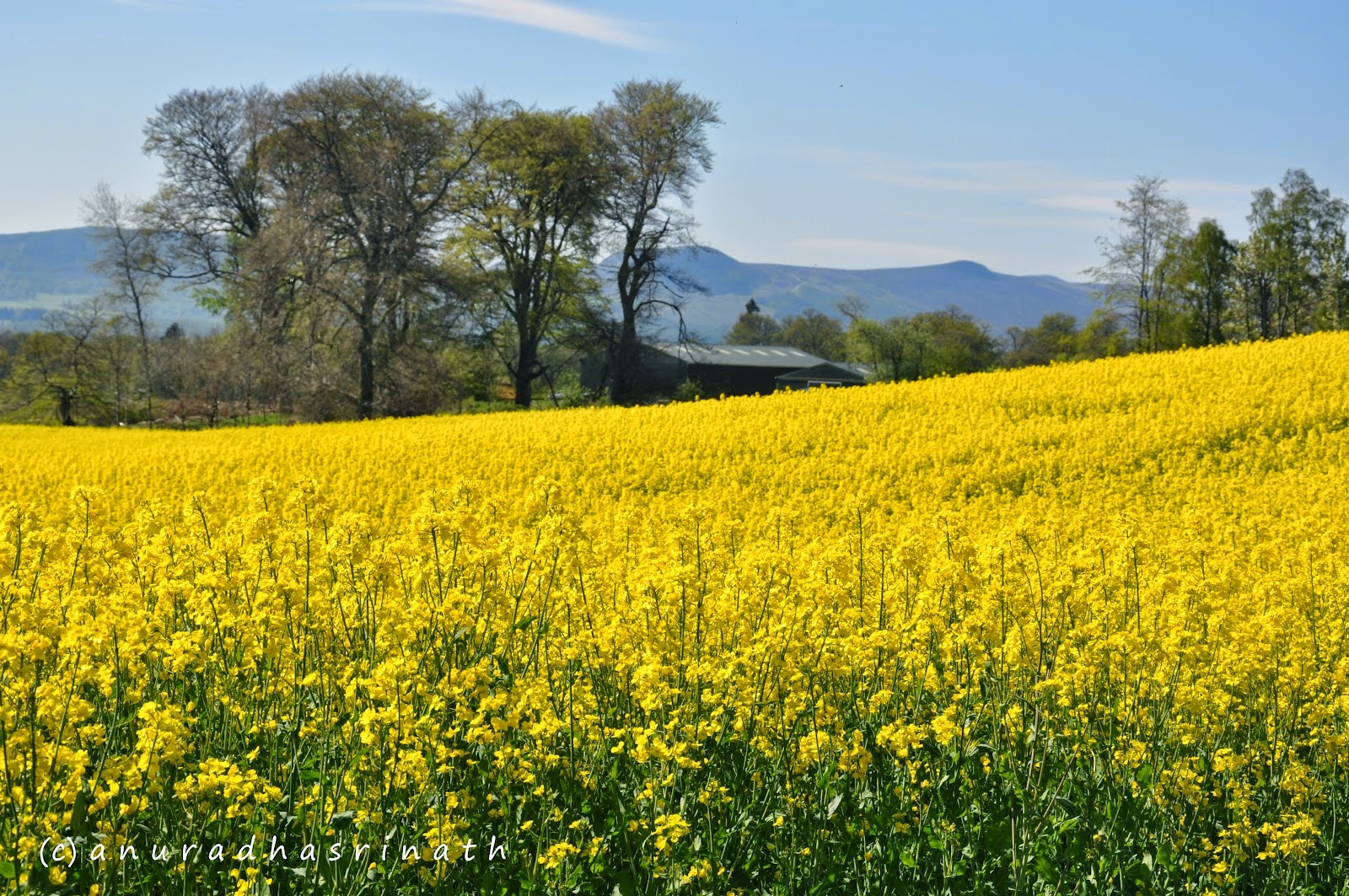 Mustard-Plants-Crops-fields-Sarson-14--794213.jpg