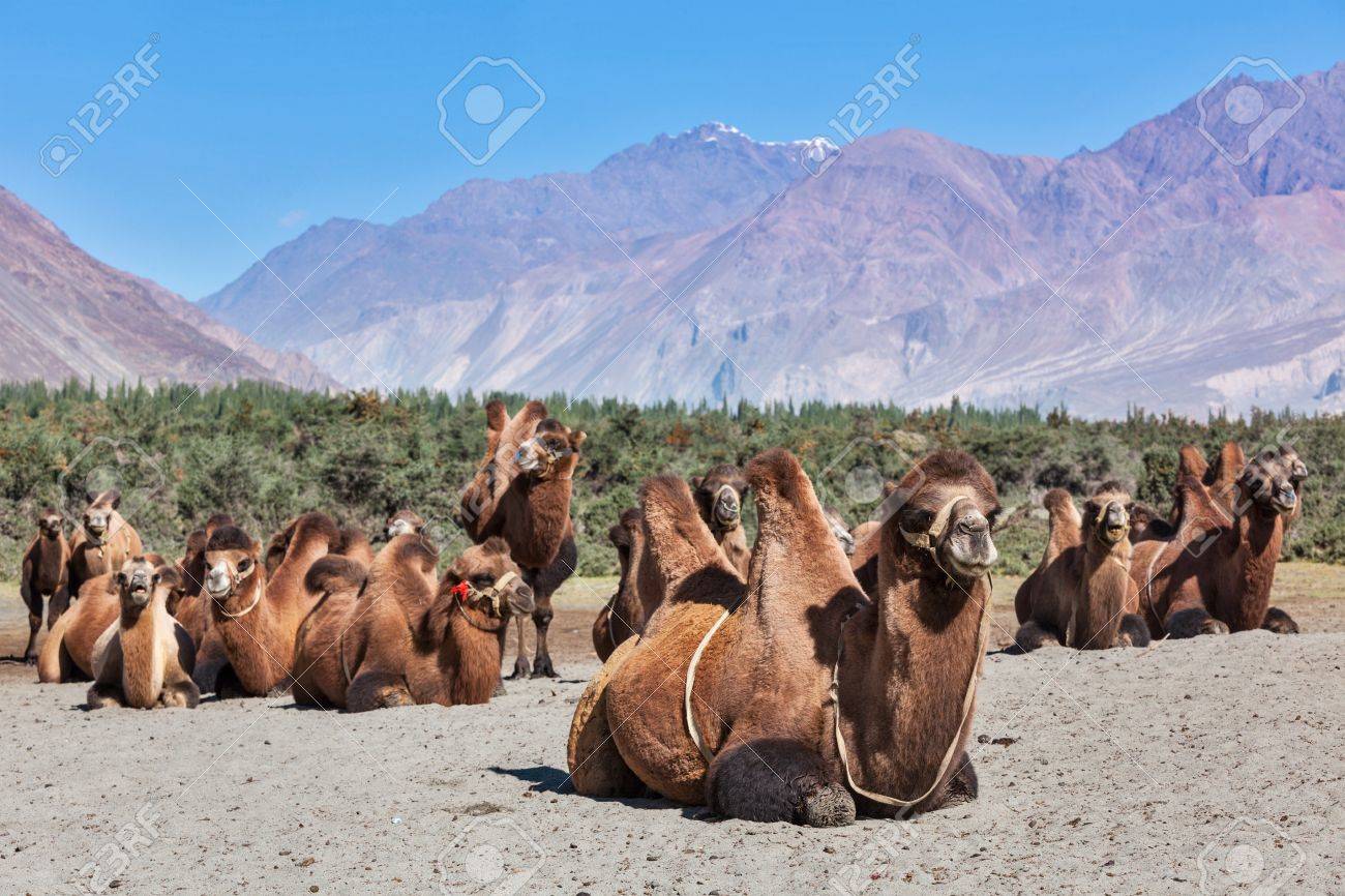 20456580-Bactrian-camels-in-Himalayas-Hunder-village-Nubra-Valley-Ladakh-Jammu-and-Kashmir-India-Stock-Photo.jpg