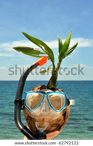 stock-photo-young-coconut-palm-with-snorkeling-glasses-on-a-tropical-beach-62792122.jpg
