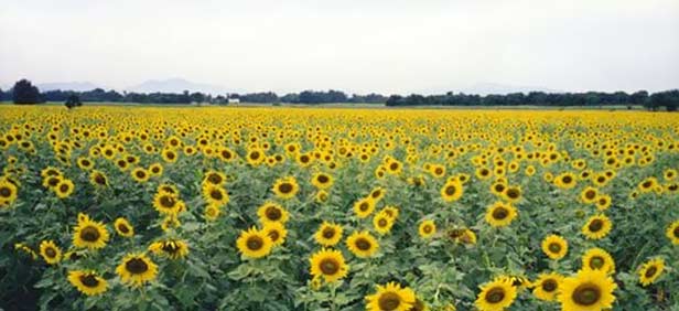 fields-punjab.jpg