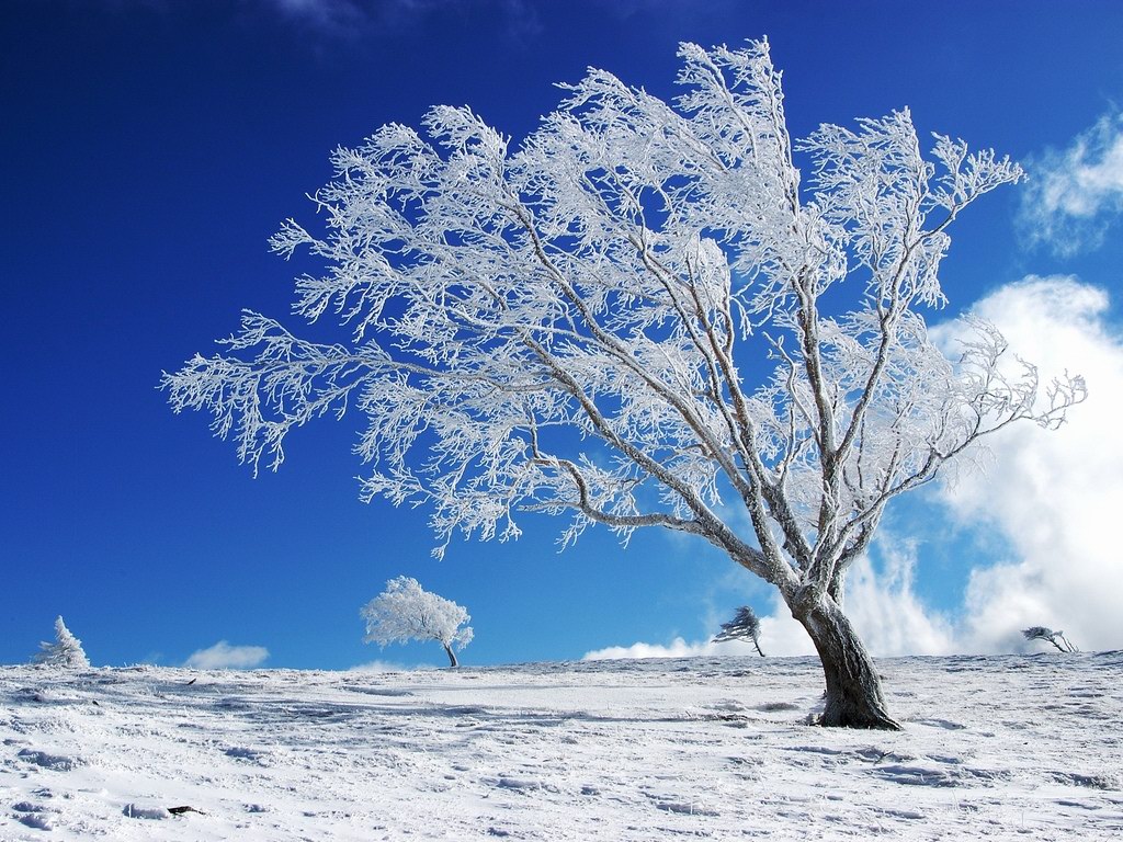 The-best-top-winter-desktop-wallpapers-7.jpg