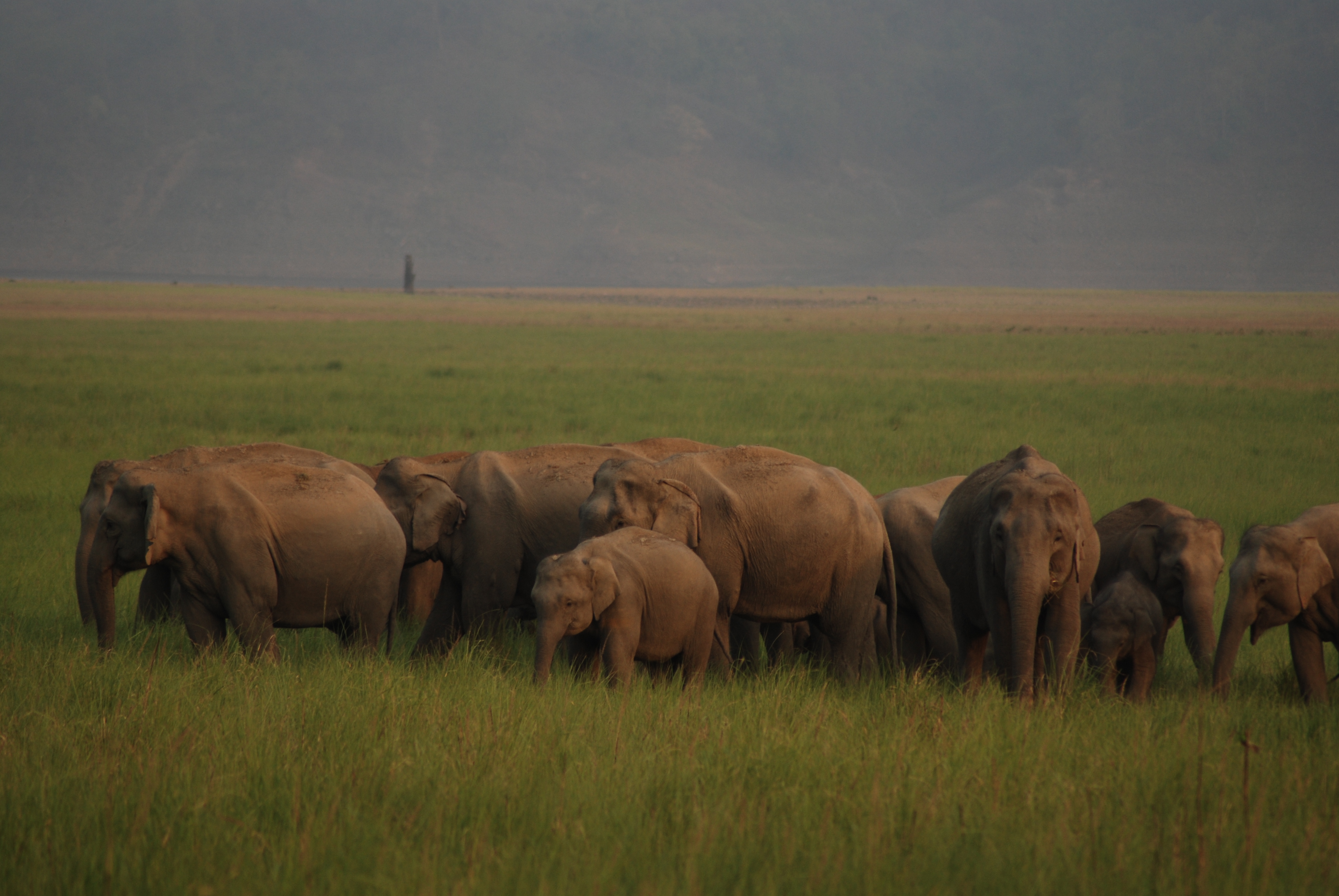 An_elephant_herd_at_Jim_Corbett_National_Park.jpg