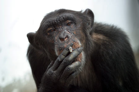 monkey_smoking_1a.jpg