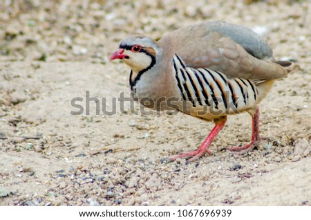 stock-photo-chukar-partridge-birds-of-pakistan-1067696939.jpg