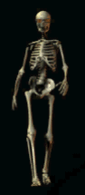 skeleton-gif.gif