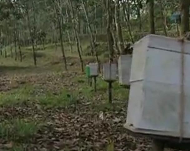 honey+bee+farming+in+rubber+plantations2.jpg