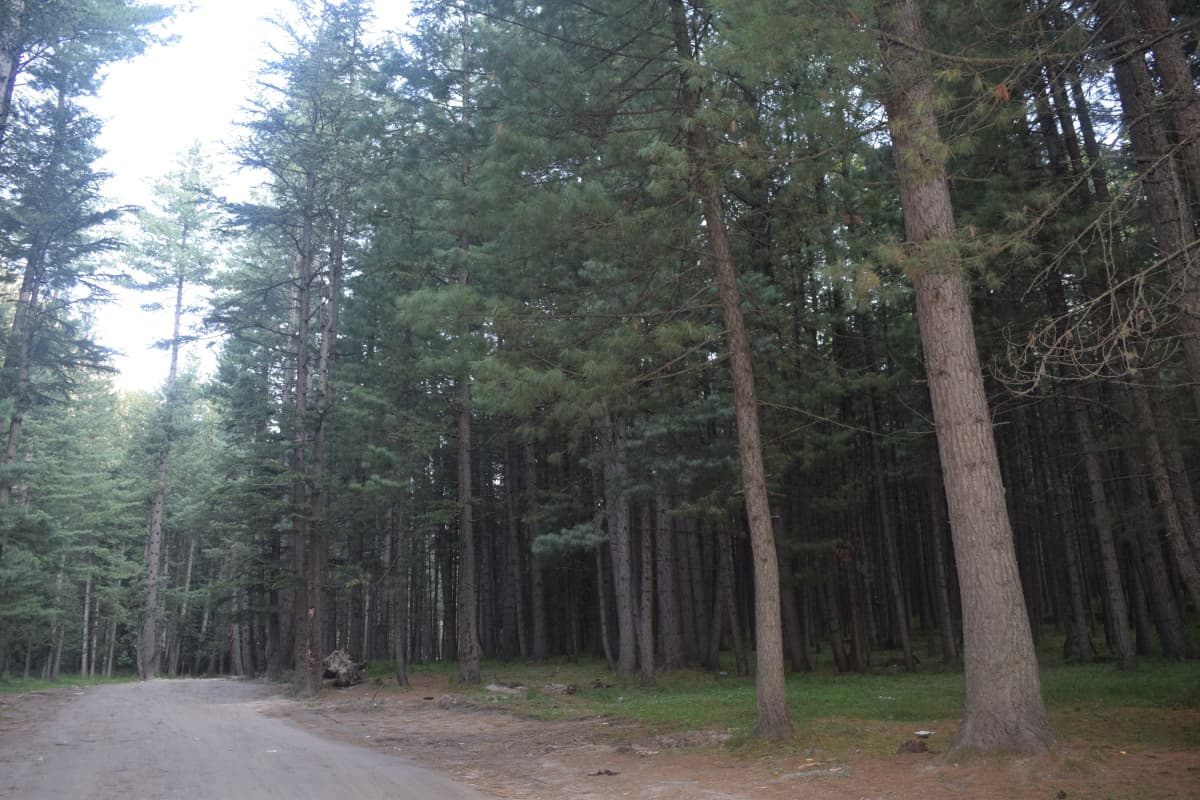Driving through miles of Kumrat woods.