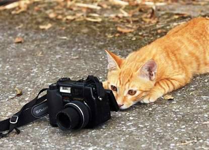 funny-cat-picture-photography2222.jpg