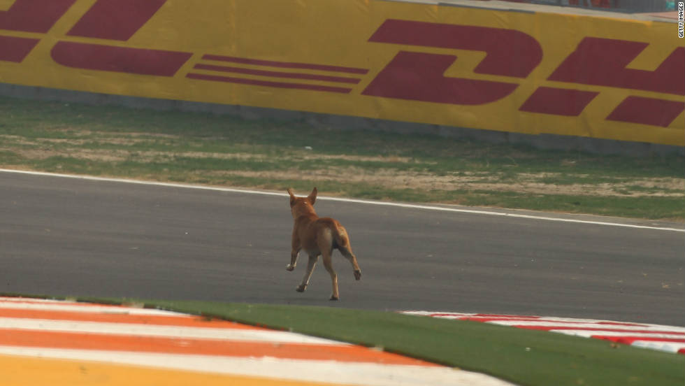 111028092543-india-f1-dog-track-horizontal-large-gallery.jpg