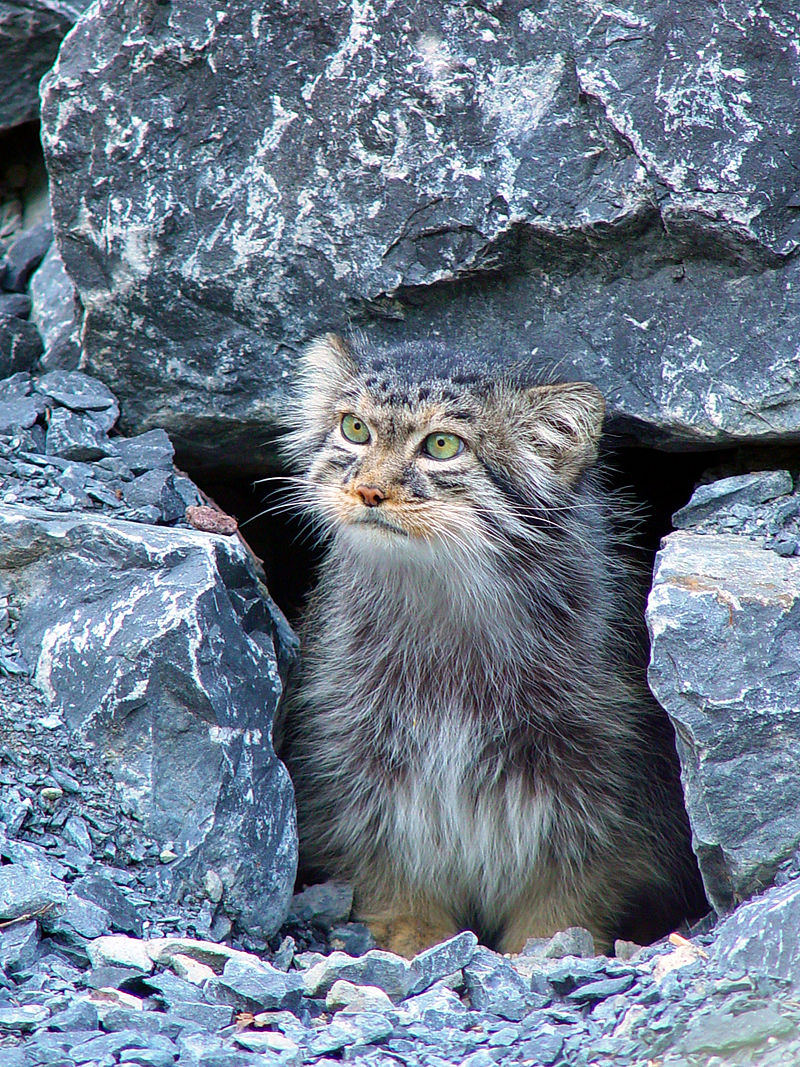 800px-Manul2.jpg