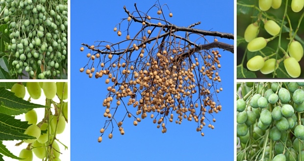 Neem-Tree.jpg