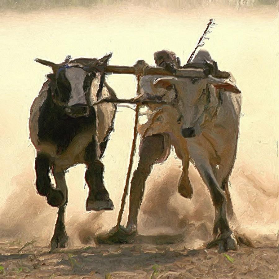 bullocks-race-shreeharsha-kulkarni.jpg