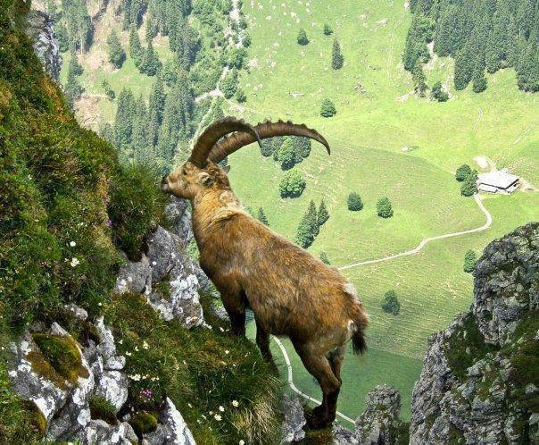 Markhor+at+Neelum+Valley,+Muzaffarabad,+Kashmir.jpg