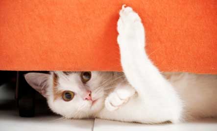 cat-hiding-playful.jpg