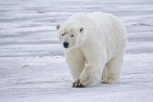 640px-Polar_Bear_-_Alaska.jpg