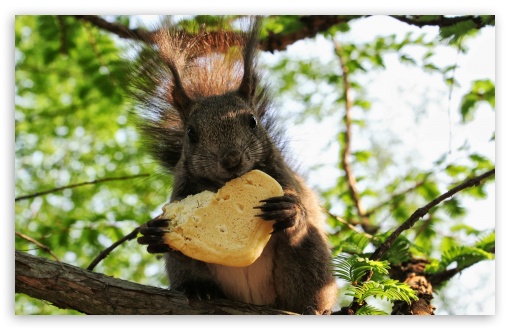 squirrel_eating_a_cookie-t2.jpg