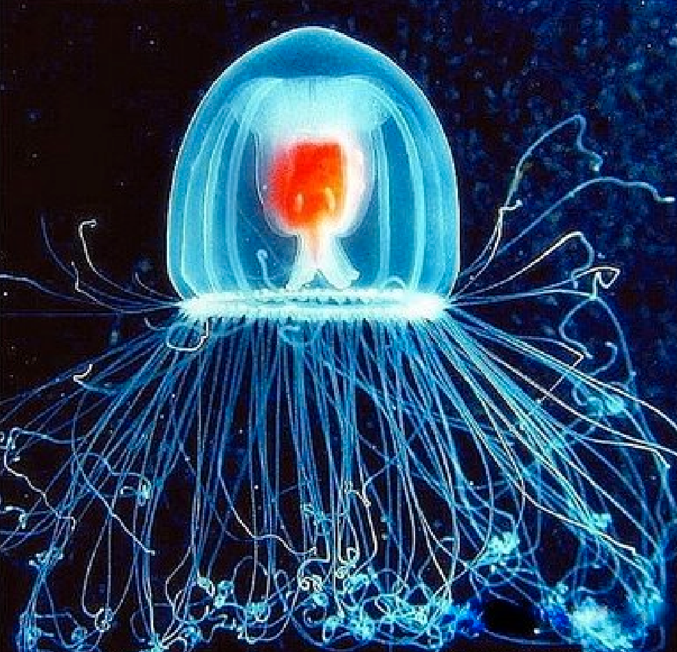 immortal-jellyfish2.png