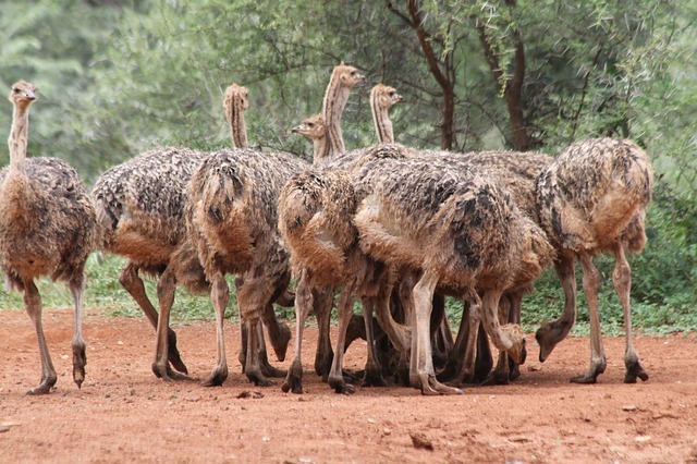 ostrich.farming1.jpg