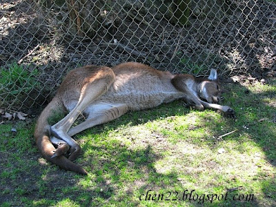 IMG_4020+drunk+kangaroo.jpg