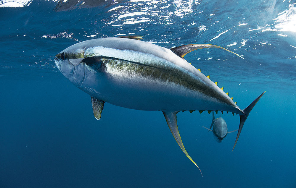 tuna-fishing-in-louisiana.jpg