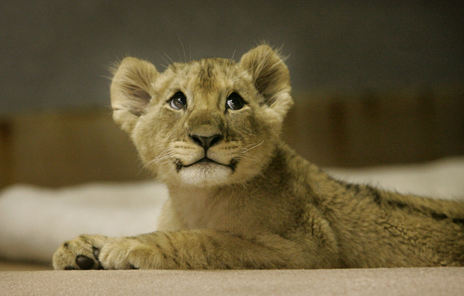 Lion-cute.jpg